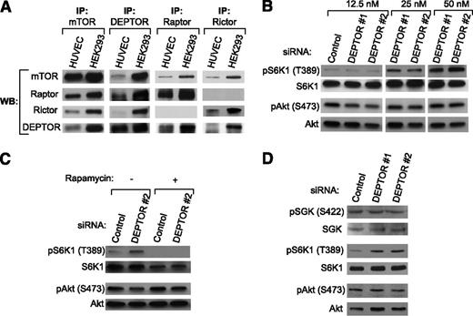 Figure 2. DEPTOR associates with mTORC1 and inhibits its activity in ECs, but it minimally interacts with mTORC2. (A) DEPTOR, mTOR, Raptor, and Rictor were immunoprecipitated (IP) from HUVECs and HEK293 cells, and western blot (WB) analysis was subsequently performed with anti-DEPTOR, -mTOR, -Raptor, and -Rictor. As illustrated, DEPTOR associates with mTOR and raptor, but minimally associates with Rictor in HUVECs. (B) HUVECs were transfected with a control or 2 DEPTOR siRNAs (#1 and #2), and the expression of pS6K1 (T389), S6K1, pAkt (S473), and Akt was evaluated by western blot analysis. (C) Control or DEPTOR siRNA (50 nM)-transfected ECs were cultured for 48 hours and treated with rapamycin (10 ng/mL) for the last 1 hour of culture. Cell lysates were analyzed by western blot for the expression of pS6K1 (T389), S6K1, pAkt (S473), and Akt. (D) The expression of pSGK (S422), SGK, pS6K1 (T389), S6K1, pAkt (S473), and Akt was analyzed by western blot in HUVECs transfected with a control or 2 DEPTOR siRNAs (50 nM). All data presented are representative of ≥3 independent experiments.