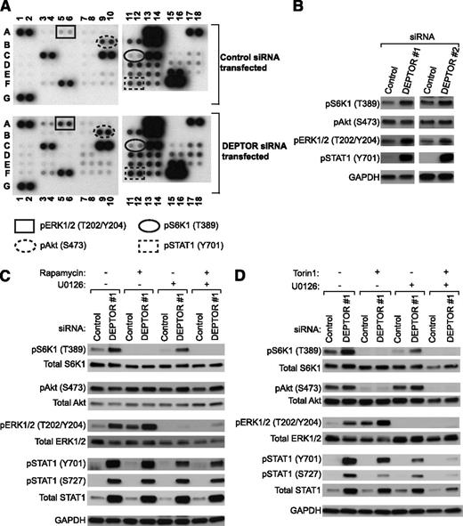 Figure 3. DEPTOR inhibits ERK1/2 and STAT1 activity in ECs. HUVECs were transfected with control or DEPTOR siRNAs (#1 and #2), and after 48 hours, a phosphokinase protein array was performed on cell lysates to analyze the relative expression of 46 individual phosphokinase proteins. (A) A representative blot (of n = 2) showing the levels of phosphorylation of individual kinases and their protein substrates in control and 2 DEPTOR siRNA-transfected ECs (#1 and #2). Transfection with either siRNA resulted in similar findings by phosphokinase array. (B) Expression of pS6K1 (T389), pAkt (S473), pERK1/2 (T202/Y204), pSTAT1 (Y701), and GAPDH was examined in control or DEPTOR siRNAs-transfected HUVECs by western blot analysis. Representative results of >3 independent experiments are shown. (C-D) HUVECs were transfected with control or DEPTOR siRNAs, cultured for 48 hours, and treated with (C) rapamycin (10 ng/mL) or (D) Torin1 (1 μM) and/or U0126 (10 μM) for the last 18 hours of cell culture. Cells lysates were analyzed by western blot analysis for the expression of pS6K1 (T389), total S6K1, pAkt (S473), total Akt, pERK1/2 (T202/Y204), total ERK1/2, pSTAT1 (Y201 and S727), total STAT1, and GAPDH, as illustrated. Representative blots from 3 independent experiments are shown.