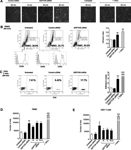 Figure 5. Function of DEPTOR in leukocyte-endothelial interactions in vitro. (A-C) Confluent cultures of untransfected and control siRNA- and DEPTOR siRNA-transfected HUVECs were cocultured with freshly isolated human PBMCs at 37°C for 10 to 60 minutes. Subsequently, the cultures were washed 3 times, and the number of adherent PBMCs were evaluated by microscopy or FACS analysis. (A) Representative photomicrographs of HUVECs transfected with control or DEPTOR siRNAs and cultured with human PBMCs for 10, 30, and 60 minutes. Cells cultured with TNFα-treated ECs (100 U/mL for 6 hours) are illustrated as a positive control. Microscopy was carried out (10× objective) using a digital inverted microscope (AMG Evos XL Core; Fisher Scientific). (B) Representative FACS dot plots of the patterns of forward scatter (FSC) and side scatter (SSC) for 10 000 cells per group, illustrating the percentage of adherent PBMCs to each group of HUVECs after 60 minutes. The expression of CD45 within the PBMC gate (lower left panel, open histogram), as well as CD45 and CD31 within the HUVEC gate (lower center and right panels, open histograms) are shown vs isotype antibody as a control (shaded histogram). The bar graph illustrates the mean adhesion index of PBMC (±SEM) to ECs from 5 independent experiments. (C) Representative FACS plots of CD3+ T cells within each PBMC gate shown in B. The bar graph shows the mean adhesion index of CD3+ T cells (±SEM) to ECs from 5 independent experiments. (D-E) PBMCs and freshly isolated CD3+ T cells were labeled with CFSE (5 μM) prior to coculture in adhesion assays with untransfected, control siRNA, or 2 DEPTOR siRNA-transfected HUVECs. ECs were cultured in the absence or presence of rapamycin (labeled R, 10 ng/mL) and/or U0126 (labeled U, 10 μM) for 24 hours prior to each assay. After 60 minutes of coculture, nonadherent cells were removed by washing, and adherent leukocytes were evaluated by measurement of fluorescence in each well. The number of adherent leukocytes was calculated based on a standard curve, as described in Materials and methods. The bar graphs show the mean number (±SEM) of adherent (D) PBMCs and (E) CD3+ T cells from 5 independent experiments. Data from ECs transfected with DEPTOR siRNA1 #1 or #2 were pooled for analysis in the bar graphs. *P < .05, **P < .005, ***P < .001.