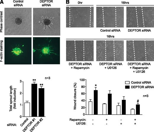 Figure 6. Function of DEPTOR in angiogenic responses in vitro. (A) Spheroids derived from either control or DEPTOR siRNA-transfected HUVECs were embedded in a collagen I matrix, cultured for 24 hours, and stained with Alexa Fluor 488–conjugated phalloidin. A representative image of each group is shown without (upper panels) and with (lower panels) staining. The bar graph shows quantitative analysis of the mean total sprout length (±SEM) performed on ≥5 spheroids per experimental group in 3 independent experiments (**P < .01). (B) HUVECs were transfected with control or 2 DEPTOR siRNAs and cultured for 48 hours until confluent. Subsequently, linear scratch/wounds were created in the monolayers with a pipet tip, and the migration of cells into the wound was measured after 16 hours in the absence or presence of rapamycin (10 ng/mL) and/or U0126 (10 μM). Illustrated are representative photomicrographs of wounds at 0 hours and after 16 hours; dotted lines highlight the linear scratch/wound for each group of cells (representative of 3 experiments). The bar graph shows the mean percentage wound closure in pooled DEPTOR siRNA-transfected cells vs controls (±SEM; *P < .05 vs untreated control siRNA-transfected ECs; #P < .05 vs untreated DEPTOR siRNA-transfected ECs).