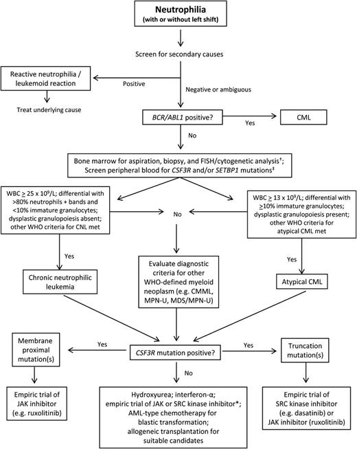 Figure 2. Provisional diagnostic algorithm for neutrophilia and genetically informed treatment options. †FISH probes for myeloid-associated cytogenetic abnormalities can be used to complement standard karyotype analysis to establish the presence of a clonal myeloid disorder. Cytogenetic/FISH or molecular evaluation of rearranged PDGFRA/B, and FGFR1 should also be considered if eosinophilia is present. ‡Testing for JAK2 V617F, infrequently identified in CNL or atypical CML, should also be considered. The list of relevant mutations, including molecular abnormalities in complementary signaling pathways to CSF3R and SETBP1, may expand over time. *For patients who are CSF3R-mutation negative, use of a JAK inhibitor (particularly if JAK2 V617F positive) or SRC kinase inhibitor could be considered since mutations in the same or related signaling pathways may be present.