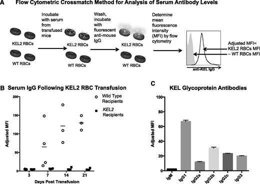 Figure 1. Anti-KEL glycoprotein antibodies are generated in response to transfused KEL2 RBCs. WT and KEL2 recipient mice were transfused with KEL2 RBCs, and anti-KEL glycoprotein levels were evaluated by flow cytometry posttransfusion. (A) Flow cytometric crossmatch method for analysis of serum antibody levels. MFI, mean fluorescence intensity. (B) Serum IgG levels were determined by flow cytometric crossmatch in WT (open circles) and KEL2 (solid squares) recipients at specific time points after transfusion. (C) Composition of antisera passively infused in subsequent experiments. These data are representative of 3 independent experiments, with 3-5 animals/group/experiment; error bars indicate standard deviation.