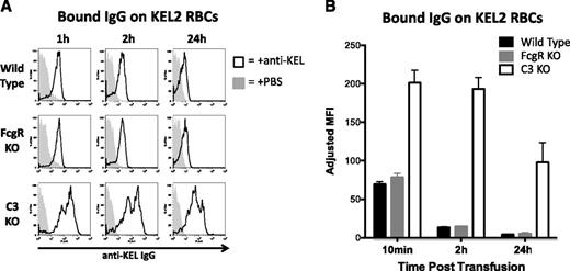 Figure 5. Levels of detectable anti-KEL IgG bound to transfused KEL2 RBCs decreases in immunized WT and FcγR KO animals to 24 hours posttransfusion. (A) Detectable IgG bound to transfused KEL2 RBCs in WT, FcγR KO, or C3 KO animals passively transferred with polyclonal anti-KEL (solid line) or saline (shaded histogram); representative plots are shown; h, hour. (B) Compilation graphs of adjusted MFI of detectable IgG bound to KEL2 RBCs in WT, FcγR KO, or C3KO animals transferred with polyclonal anti-KEL, with background signal from animals transferred with saline subtracted out. These data are representative of 5 independent experiments, with 3-5 animals/group/experiment.