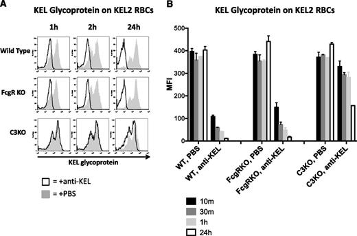Figure 6. Amount of detectable KEL glycoprotein on RBCs transfused into immunized WT and FcγR KO animals decreases to 24 hours posttransfusion. (A) Detectable KEL glycoprotein on KEL2 RBCs transfused into in WT, FcγR KO, or C3 KO animals passively transferred with polyclonal anti-KEL (solid line) or saline (shaded histogram); representative plots are shown. (B) Compilation graphs of the MFI of detectable KEL glycoprotein on KEL2 RBCs transfused into WT, FcγR KO, or C3 KO animals, passively immunized with saline or polyclonal anti-KEL. These data are representative of 5 independent experiments, with 3-5 animals/group.