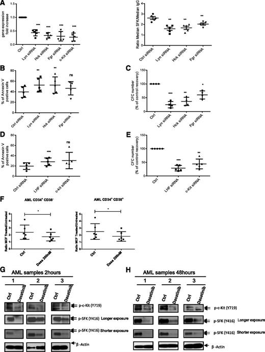 Figure 2. SFK and c-KIT knockdown using siRNA inhibits survival and growth of primitive and committed AML progenitors. (A) LYN, HCK, FGR, and c-KIT gene expression fold change in AML CD34+ cells (n = 5; ***P < .001) (left). (right) Detection of SFKs phosphorylation by flow cytometry 72 hours postnucleofection (n = 5; **P < .01). Results shown represent the mean ± SEM of 5 AML samples. (B) AML CD34+ apoptosis (n = 5) 72 hours postnucleofection. Results are presented as mean ± SEM of Annexin V-positive cells for 5 AML samples. ns, non significant; **P < .01. (C) CFC assay 72 hours postnucleofection (n = 4). Results are presented as percentage of control and are mean ± SEM for 4 AML samples. *P < .05; **P < .001; ***P < .001. (D) AML CD34+ apoptosis (n = 5; ***P < .001) 72 hours postnucleofection with indicated siRNA. Results represent mean ± SEM of Annexin V-positive cells. ns, non significant; ***P < .001. (E) CFC assay 72 hours postnucleofection (n = 5). Results shown are percentage of control and represent mean ± SEM. **P < .01; ***P < .001. (F) SFK phosphorylation 2 hours after dasatinib treatment (200 nM) for AML CD34+CD38− (left; *P < .05) and AML CD34+CD38+ cells (right; *P < .05). Results are representative of 6 AML samples. (G-H) Western blot analysis of c-KIT and SFK phosphorylation in CD34+ cells from 3 AML patients cultured for 2 hours (G) or 48 hours (H) without or with 200 nM dasatinib. Results shown are representative of 6 AML samples.