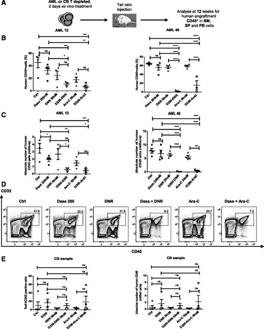 Figure 5. Combination of dasatinib with chemotherapeutic agents enhances elimination of human AML stem cells with NSG mouse repopulating capacity. (A) AML or CB primary MNCs were T-cell–depleted and cultured for 48 hours with dasatinib alone (200 nM), DNR alone (50 nM), Ara-C alone (50 nM), or D200 (dasatinib 200 nM) in combination with DNR and Ara-C and then transplanted via tail vein into sublethally irradiated 6- to 8-week-old NSG mice. After 12 weeks, BM, spleen (SP), and PB cells were analyzed by flow cytometry for expression of human CD45+. (B-C) Percentage (B) and absolute number (C) of human CD45+ engrafted cells in the BM at 12 weeks. Two different AML patients (AML 12 and AML 40) were used (n = 4 mice for untreated control, dasatinib, DNR, and Ara-C groups; n = 3 mice for the combination of dasatinib and Ara-C; n = 3 mice for the combination of dasatinib and DNR). One-way ANOVA with posttest: ns, nonsignificant; *P < .0392; **P < .0091; ****P < .0008; ****P < .0001. (D) Representative flow cytometry plot of CD45+ CD33+ cells engrafted in the BM. (E) Percentage (left) or absolute number (right) of human CB CD45+ engrafted cells in the BM at 12 weeks (n = 5 mice for untreated control; n = 4 for dasatinib, DNR, and Ara-C groups, combination of dasatinib and Ara-C; and n = 4 for the combination dasatinib and DNR). One-way ANOVA with posttest: ns, nonsignificant.