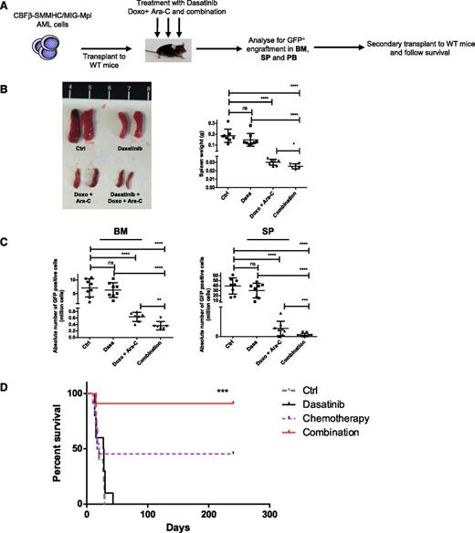 Figure 6. In vivo administration of dasatinib combined with chemotherapeutic agents enhances elimination of AML stem cells in a murine AML model. (A) Murine AML cells (5 × 104) coexpressing CBFβ–smooth muscle myosin heavy-chain and murine stem cell virus-internal ribosome entry site-green flourescent protein-myeloproliferative leukemia virus oncogene (MIG-Mpl) were injected to wild-type C57BL/6N mice via tail vein. Mice were treated 7 to 10 days posttransplantation with dasatinib alone (10 mg/kg per day) for 5 days, Ara-C (100 mg/kg per day) for 5 days with doxorubicin (3 mg/kg) for 3 days, or the combination of dasatinib with Ara-C and doxorubicin for 5 days. Untreated mice were studied as controls. AML engraftment was assessed by the percentage of GFP+ cells in the BM, SP, and PB. BM cells were injected for secondary transplant and mice were followed-up for survival for 240 days. (B) Representative images for the spleen from mice treated in vivo (left) and histogram showing the spleen weight (right). In the different groups (control and dasatinib, n = 8; doxo + Ara-C group, n = 7; and combination group, n = 6). One-way ANOVA with posttest: ns, nonsignificant; *P < .05; ****P < .0001. (C) Absolute number of GFP+ cells in BM (left) and SP (right) in each treatment groups. One-way ANOVA with posttest: ns, nonsignificant; **P < .039; ***P < .001; ****P < .0001. (D) Survival curve of mice receiving secondary transplantation of equal numbers of BM cells from control or treated mice (control 900 GFP+ cells/mouse, dasatinib 8550 GFP+ cells/mouse, chemotherapy 1195 GFP+ cells/mouse, dasatinib plus chemotherapy 1160 GFP+ cells/mouse). Mice were followed-up for survival up to 240 days (control and dasatinib group, n = 10; doxo + Ara-C and combination group, n = 11); ***P < .001 (Mantel-Cox test).