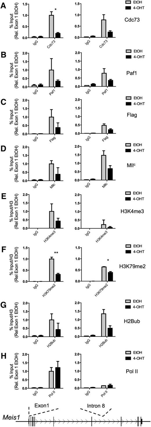 Figure 2. Cdc73 is necessary for proper recruitment of PAFc and MLL fusion proteins to target loci. ChIP assays were performed on the MA-Cdc73fl-CreER cell line treated with either EtOH (solid black lines) or 100 nM 4-OHT (dotted black lines) for 48 hours. The Meis1 locus (transcribed from left to right) is shown schematically with the sites of primer probe sets recognizing exon 1 and intron 8 of Meis1. IPs performed in EtOH-treated cells are shown in gray, and IPs performed in 4-OHT cells are shown in black. ChIP experiments were performed for (A) Cdc73, (B) Paf1, (C) Flag (MLL-AF9 fusion protein), (D) MllC, (E) H3K4me3, (F) H3K79me2, (G) H2Bub, and (H) RNA Pol II. All binding was calculated as a percentage of 1% input chromatin—except in E, F, and G—that are then divided by total histone H3 and presented in relation to binding at exon 1 in EtOH-treated cells (mean ± SD; n = 2 independent experiments performed in duplicate; *P < .05, **P < .01). Additional ChIP data are presented in supplemental Figure 5. Ig, immunoglobulin.