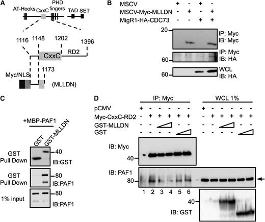 Figure 3. A fragment of MLL functions as a dominant negative to disrupt the MLL-PAFc interaction. (A) Schematic diagram of the MLL protein and functional domains with magnified view of the CxxC domain and the RD2 region with illustration of the engineered MLLDN fragment. Amino acid numbers for regions of MLL are indicated. (B) Expression of MLLDN was confirmed to coimmunoprecipitate CDC73 by transient transfection of 293 cells. (C) Purified GST-tagged MLLDN bound directly and specifically to MBP-tagged full-length PAF1 in GST pull-down experiments. (D) Coimmunoprecipitation assays performed in 293 cells demonstrate the MLL fragment Myc-CxxC-RD2 associates with endogenous PAF1 (lane 2). Increasing doses of MLLDN (1.5 and 3.0 μM, lanes 3 and 4) disrupt the interaction between the CxxC-RD2 and PAF1, whereas increasing doses of the GST tag (1.5 and 3.0 μM, lanes 5 and 6) do not. Arrow indicates PAF1 protein. One of 2 representative experiments is shown.