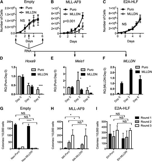Figure 4. MLLDN expression specifically inhibits the initiation of MLL leukemic cells. (A-C) Proliferation assays were performed with lin−c-kit+ mouse bone marrow cells grown in double selective media following transduction with combinations of the MLL-AF9 or E2A-HLF fusion proteins and empty MSCV puro or MLLDN after 1 day in selective media (mean ± SD; n = 2 independent experiments performed in duplicate (P > .05); 2-way ANOVA). (D-E) qRT-PCR was performed on RNA collected from either Neo-Puro– or Neo-MLLDN–transduced bone marrow cells at days 0, 3, and 6 following plating described in (A-C). Arrows indicate time points for RNA collection. Expression levels for Hoxa9 and Meis1 are shown relative to Neo-Puro–transduced cells at day 0. MLLDN expression is shown relative to Neo-MLLDN–transduced cells at day 0 (mean ± SD; n = 2 independent experiments performed in triplicate; ***P < .001, *P < .05; unpaired 2-tailed Student t test). (G-I) Colony-forming assays were performed using the methods described in (A-C). Double-transduced cells were grown in double-selective semisolid media for 7 days for each round. Colony numbers from each successive round of replating are shown. Results suggest a selective sensitivity of MLL-AF9–transformed cells to disruption of the MLL-PAFc interaction. (G) Cells transduced with empty MSCV-neo and either MSCV puro or MSCV-MLLDN. (H) Cells transduced with MSCV-MLL-AF9 and either MSCV puro or MSCV-MLLDN. (I) Cells transduced with MSCV-E2A-HLF and either MSCV puro or MSCV-MLLDN (mean ± SD; n = 2 independent experiments performed in duplicate; *P < .05, ****P < .0001 (P > .05); unpaired 2-tailed Student t test).