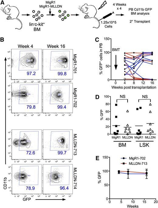 Figure 6. In vivo hematopoietic reconstitution is not altered by MLLDN. (A) Schematic representation of reconstitution experiment. The hematopoietic system of lethally irradiated mice was competitively reconstituted with unsorted lin−c-kit+ bone marrow cells transduced with either MigR1 or MigR1-MLLDN. Cd11b+ cells of the peripheral blood were analyzed for GFP positivity by flow cytometry every 4 weeks for 16 weeks. (B) GFP expression in the peripheral blood at 4 and 16 weeks postinjection of representative mice reconstituted with GFP+ bone marrow cells expressing either MigR1 or MigR1 MLLDN. The percentage of cells within the GFP+ gate is shown in blue. (C) The percentage of GFP+ cells from each individual mouse from the MigR1 (red) and MigR1 MLLDN (blue) cohort are plotted over time. BMT, bone marrow transplantation. (D) The percentage of GFP+ cells from whole bone marrow cells and LSK populations are plotted for each mouse from the MigR1 and MLLDN cohorts (mean shown by horizontal line; n = 7 (P > .05); unpaired 2-tailed Student t test). (E) Secondary transplantation assays performed by injecting primary transplanted bone marrow from the MigR1-702 and MLLDN-713 mice into 5 sublethally irradiated recipients for each group. GFP expression detected in the Cd11b+ peripheral blood cells is shown for each cohort through 16 weeks posttransplantation.