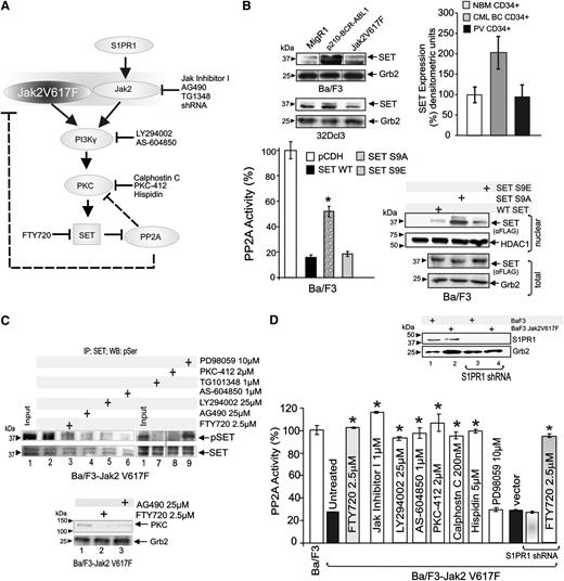 Figure 2. Jak2V617F-driven PI-3Kγ/PKC–mediated signals induce inhibition of PP2A through SET phosphorylation. (A) Molecular pathway model of Jak2/Jak2V617F-mediated PP2A inhibition. Chemical inhibitors are indicated in black. (B) SET and Grb2 protein levels in MigR1-, Jak2V617F-, and BCR-ABL1-expressing Ba/F3 and 32Dcl3 cells (upper left); SET protein levels in CD34+ BM progenitors from healthy individuals (NBM) and PV and CML-BC patients (n = 3 each) (upper right). PP2A activity in Ba/F3 cells transduced with empty vector (pCDH), WT, nonphosphorylatable S9A, and phosphomimetic S9E mutant SET FLAG-tagged constructs (bottom panel). Inset shows ectopic WT and mutant SET proteins (nuclear fraction). (C) Levels of serine phosphorylated SET (pSET) in SET immunoprecipitates (SET) from lysates of untreated, kinase (Jak2, PI-3K, PI-3Kγ, PKC, and MEK1) inhibitors and FTY720-treated Ba/F3-Jak2V617F cells. (D) PP2A activity in untreated and drug-treated Ba/F3-Jak2V617F cells and in Ba/F3-Jak2V617F cells transduced with empty vector or expressing a S1PR1 shRNA and treated with 2.5 µM FTY720. Inset shows S1PR1 levels in parental and S1PR1 shRNA-expressing Ba/F3-Jak2V617F cells. *P ≤ .01.