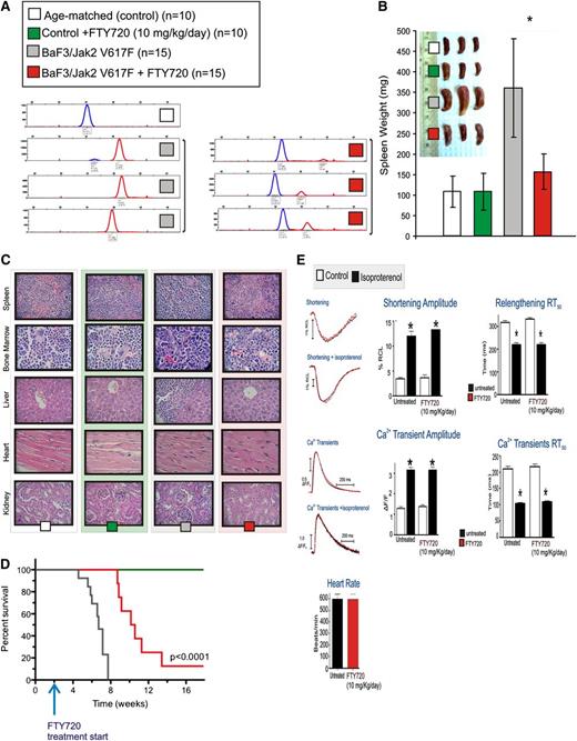 Figure 3. In vivo antileukemic effects of FTY720 and lack of toxicity in long-term treated animals. (A) Jak2V617F leukemic burden at 6 weeks after Ba/F3-Jak2V617F cell injection measured by SNapShot assay in untreated (gray square) and FTY720 -treated (red square) (5 weeks; 10 mg/kg/d) mice. Age-matched mice (white square) were used as a control. Levels of WT and V617F Jak2 alleles are shown by the blue and red curves, respectively. (B) Average spleen weights of untreated or FTY720-treated age-matched and leukemic mice. (C) H&E-stained sections of spleen, BM, liver, heart, and kidney of untreated (white square) and FTY720-treated (green square) age-matched control mice and, untreated (gray square) and FTY720-treated (red square) leukemic mice. (D) Kaplan-Meier curve shows survival of untreated leukemic (gray line), FTY720-treated leukemic (red line), and age-matched control (green line) mice. (E) Electrocardiographic and cardiomyocyte contractile performance in untreated or FTY720-treated (10 weeks) control mice. *P ≤ .05.