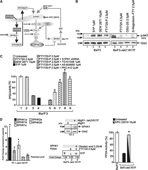 Figure 5. FTY720-P promotes Jak2 and suppresses PP2A activities. (A) Schematic representation of the FTY720-P–induced and SIPR1/Jak2 (WT and V617F)–mediated PP2A inhibition. (B) Western blots show levels of active Jak2 (pY972) and Grb2 in parental Ba/F3 and Ba/F3-Jak2V617F cells untreated and treated with the S1PR1 agonists FTY720-P (2.5 µM), SEW 2871 (10 µM), and S1P (1 µM), and with the PP2A activators FTY720 (2.5 µM), OSU-2S (2.5 µM), and (S)-FTY720-regioisomer (2.5 µM), respectively. (C) PP2A activity in Ba/F3 cells untreated and treated with FTY720 (2.5 µM), SEW 2871 (10 µM), S1P (1 µM), FTY720-P (2.5 µM), and FTY720-P in combination with S1PR1 shRNA, TG101348 (1 µM), AS-604850 (1 µM), or PKC-412 (2 µM). (D) Effect of Jak2V617F expression on the messenger RNA levels (quantitative reverse-transcription polymerase chain reaction) of specific SPHK1/2 isoforms in TF-1 cells. Fold change are relative to levels of SPHK1 and SPHK2 isoforms in parental TF-1 cells (left). Effect of Jak2V617F expression on sphingosine kinase 1 (SPHK1) expression in TF-1 cells (middle top). SPHK1 kinase activity measured as fold change in the amount of sphingosine converted to sphingosine-1-phosphate (S1P) in Ba/F3-Jak2V617F cells untreated and treated with FTY720 (2.5 µM) alone or in combination with okadaic acid (0.25 nM) (middle bottom). PP2A activity in Ba/F3 cells and in parental and S1PR1 shRNA-expressing Ba/F3-Jak2V617F cells left untreated or treated with the transduced with the S1PR1 antagonist VPC 23019 (right).