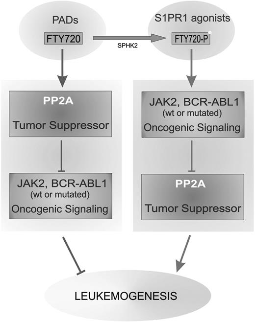 Figure 7. Antagonizing effect of FTY720 and FTY720-P on leukemogenesis. Schematic representation on the effect of PP2A-activating drugs (PADs, eg, FTY720) and sphingosine-1-phosphate-receptor-1 agonists (eg, FTY720-P) on leukemogenesis through the opposite effect on the interplay between oncogenic kinase (eg, Jak2V617F and BCR-ABL1) signaling and tumor suppressor (ie, PP2A) activity.