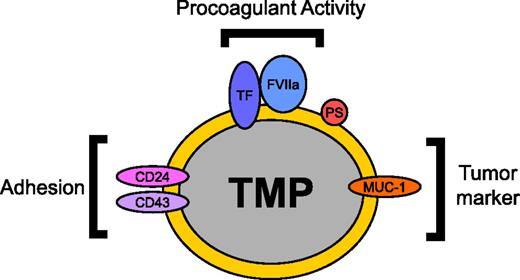 Figure 1. TMP surface proteins and their functions. TMPs are constitutively released from tumors into the circulation. The procoagulant activity of TMPs is mediated by the expression of TF and the exposure of PS on the MP surface. Tumor markers such as MUC-1 can allow for the identification of TMPs in the circulation. Adhesion proteins including P-selectin ligand CD24 and E-selectin ligand CD43 have been proposed to be involved in the binding of TMPs to endothelium and thrombosis sites.2,69 Delivery of TMP TF to the site of thrombosis can then initiate thrombosis. This diagram is an example of proteins that can be expressed on the surface of TMPs. Protein expression on the surface of TMPs varies with each tumor. FVIIa, factor VIIa.
