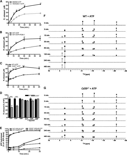Figure 2. eATP is hydrolyzed by the macrophage ectoenzyme CD39. (A-C) The hydrolysis of 500 μM ATP by wild-type BMDMs (closed squares; solid black line) over time compared with RAW264.7 cells (open squares; gray, dashed line) (A), in the presence of 10μM POM-1 (open squares; black, dashed line) (B), or Cd39−/− (open squares; black, dashed line) BMDMs (C) and was measured by the Pi release assay. (D) The percent of adenine nucleotides hydrolyzed within 30 minures as measured by Pi released by wild-type BMDMs (solid bars) and Cd39−/− (striped bars) BMDMs in the absence (left) or presence (right) of apyrase. (A-D) The means ± SD of triplicate determinations are shown and are representative of 3 independent experiments. (E) The percent of 5 μM (open squares) or 500 μM (closed squares) ATP hydrolyzed over time by wild-type BMDMs (solid lines) and Cd39−/− (dashed lines) BMDMs. Percent of hydrolysis was compared with levels of ATP detected in the absence of cells and determined by the ATPlite assay. The data are representative of 3 independent experiments. (F-G) The 31P NMR spectra of 500 μM ATP by wild-type (F) or Cd39−/− BMDMs (G) are shown over time. The location of the α,β,γ phosphorous peaks of ATP (black circles), α,β phosphorous peaks of ADP (gray circles), phosphorous peaks of AMP (white circles), and Pi (black diamonds) was based on reference 31P NMR spectra. NMR spectra are representative of at least 3 independent experiments. WT, wild-type.
