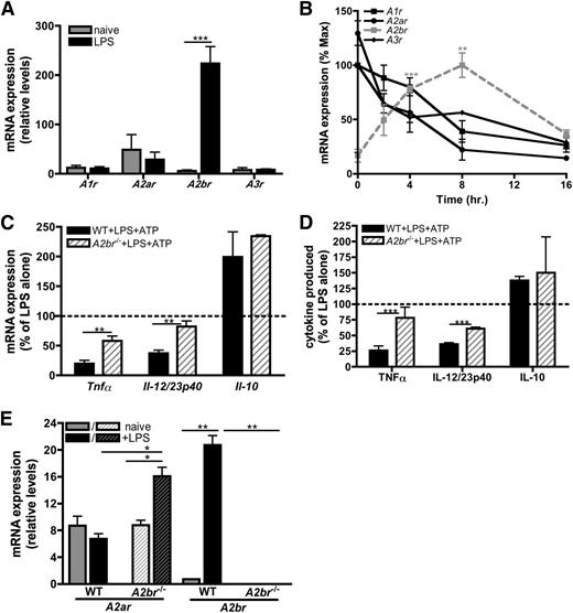 Figure 5. ATP-derived adenosine attenuates inflammatory cytokine production via A2bR signaling. (A) Adenosine receptor mRNA expression in naïve (gray bars) or LPS-stimulated (black bars) BMDMs at 4 hours poststimulation. The means ± SD of duplicates are shown and are representative of 3 independent experiments. (B) mRNA expression of A1r (black, closed squares; black line), A2ar (black, closed circles; black line), A2br (gray closed squares; gray, dashed line), and A3r (black, closed diamonds; black line) in BMDMs stimulated with LPS over time. The means ± SD of duplicates are shown and are representative of 3 independent experiments. (C) The percent of LPS-induced cytokine transcript expression modulated by 100 μM ATP in wild-type (solid bars) or A2br−/− (striped bars) BMDMs 4 hours poststimulation. The dashed line represents mRNA expression in BMDMs stimulated with LPS alone. The means of 3 independent experiments ± SEM are shown. (D) The percent of LPS-induced cytokine produced in the presence of 100 μM ATP in wild-type (solid bars) or A2br−/− (striped bars) BMDMs was determined by ELISA at 16 hours poststimulation. The dashed line represents cytokine production induced by LPS alone. The means ± SD of triplicates are shown and are representative of 2 independent experiments. (E) A2ar and A2br mRNA expression in wild-type (solid bars) and A2br−/− (striped bars) BMDMs unstimulated (gray bars) or stimulated with LPS (black bars) was determined by qRT-PCR at 4 hours poststimulation. The means ± SD of duplicates are shown and are representative of 3 independent experiments. WT, wild-type.