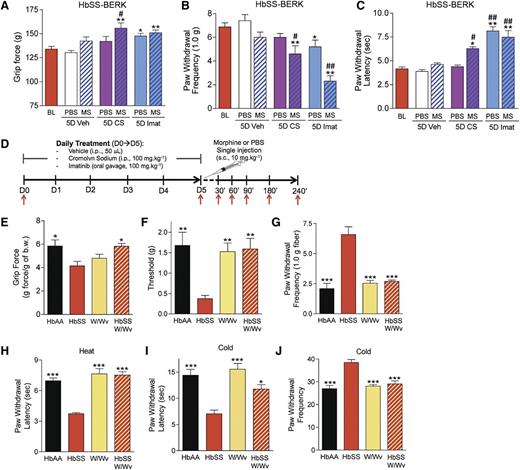 Figure 4. Mast cells contribute to hyperalgesia in SCA. (A-D) HbSS-BERK mice were treated with vehicle (Veh), CS, or imatinib (Imat). On day 5, measures of pain were recorded 30 min after the injection of morphine (MS) or phosphate-buffered saline (PBS) as shown in (D). Measures of deep pain (A), mechanical hyperalgesia (B), and thermal sensitivity (C) are shown. BL, baseline obtained before the treatments. *P < .05, **P < .01 versus BL (ANOVA, with Bonferroni). #P < .05, ##P < .01 vs PBS for each corresponding treatment (Student t test). Each value is the mean ± SEM from 8 mice with 3 observations per mouse. (D) Treatment protocol. HbAA-BERK and HbSS-BERK mice were treated with saline, CS, or imatinib sulfate for 5 days. At day 5, a single injection of morphine sulfate or PBS was given and pain behaviors were followed for 240 min. i.p., intraperitoneal; s.c., subcutaneous; red arrow, pain testing. (E-J) Pain-related behaviors of age-matched HbAA BERK, HbSS-BERK, KitW/Wv (W/Wv), and HbSS-KitW/Wv (HbSS-W/Wv) mice. Each value is the mean ± SEM from 4-6 mice with 3 observations per mouse. *P < .05, **P < .01, ***P < .001 vs HbSS-BERK (ANOVA, with Bonferroni).