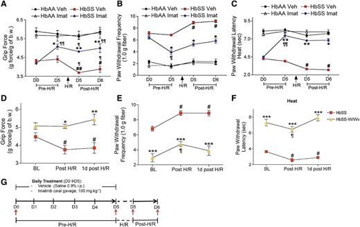 Figure 5. Mast cell activation contributes to hypoxia/reoxygenation-induced pain in SCA. (A-C) HbAA- and HbSS-BERK mice were treated with saline (Veh) or imatinib (imat) for 5 days. All mice were then treated with 3 hours hypoxia and 1 hour reoxygenation (H/R). Pain measures were obtained before starting the drug treatments on day 0 (D0), at the conclusion of drug treatments, D5 before inciting H/R, immediately after H/R, and 24 hours after H/R as indicated by red arrows in the schema in (G). Measures of deep pain (A), mechanical hyperalgesia (B), and thermal sensitivity (C) are shown. ¶P < .05, ¶¶P < .001 versus D0 of matched treatment; #P < .05, ##P < .001 vs D5 pre-H/R of matched treatment; *P < .05, **P < .01 versus HbSS Veh (ANOVA, with Bonferroni). Each value is the mean ± SEM from 6 mice with 3 observations per mouse. (D-F) Pain-related behaviors from age-matched HbSS-BERK and HbSS-KitW/Wv (HbSS-W/Wv) mice before (baseline, BL), immediately after (Post H/R), and 1 day post-H/R. *P < .05, **P < .01, ***P < .001 vs HbSS-BERK of matched pain-testing time point; #P < .05 vs HbSS-BERK BL; ¶P < .05 vs HbSS-W/Wv BL (Student t test). Each value is the mean ± SEM of 5 mice.