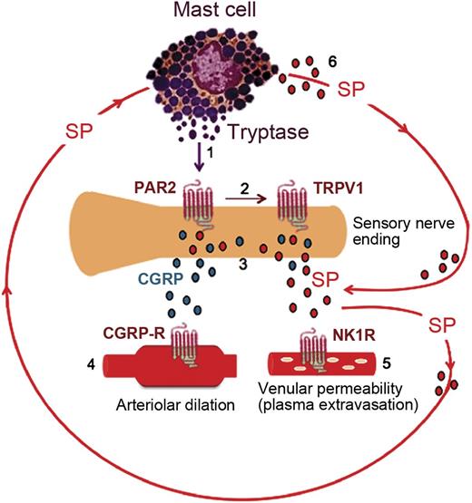 Figure 6. Activated mast cells contribute to a feed-forward cycle of neuropeptide release in the skin of sickle mice. (1) Tryptase from mast cells activates PAR2 on the peripheral nerve endings. (2) Activation of PAR2 sensitizes transient receptor potential vanilloid 1 (TRPV1). (3) Excited nociceptors stimulate the release of CGRP and SP from the sensory nerve endings. (4) CGRP interacts with the type 1 CGRP receptor on arterioles to induce dilatation. (5) Substance P activates plasma extravasation via neurokinin 1 (NK1) receptors. (6) SP released from nerve endings as well as from mast cells also acts on the mast cells themselves, thus promoting a vicious cycle of mast cell activation.