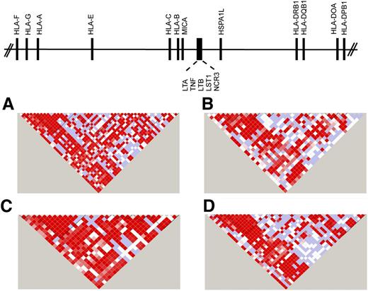 Figure 1. SNP haplotypes in white, African, Asian, and admixed populations from the 1000 Genomes. Continental populations may differ for the minor allele frequencies of SNPs, the strength of LD, and recombination, factors that define haplotype block structure within the MHC. Illustrated is the 20.8-kb TNF block consisting of the LTA-TNF-LST-NCR loci for samples from the 1000 Genomes Project Consortium18,38 for individuals of diverse backgrounds. (A) White European, n = 379; (B) African, n = 246; (C) Asian, n = 286; and (D) admixed American (includes self-described Hispanic), n = 181. The intensity of the red color in each pairwise SNP comparison is a measure of the strength of LD as measured by D′.39 Bright red boxes indicate a D′ of 1 (100% linkage), and the gradation of color to white indicates progressively smaller D′, values indicative of weaker LD. The different block structure and SNP haplotypes among these ethnically diverse populations may facilitate the fine mapping of SNP association signals within this region of the MHC.