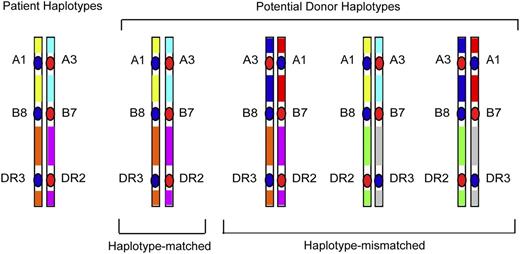 Figure 2. HLA-mismatched patient-unrelated donors may encode variation in regions between classical HLA loci. HLA-matched patients and donors may encode different sequences in between the HLA-A, C, B, DRB1, and DQB1 loci, and these variants may be a source of disparity that gives rise to GVHD after HCT.40 In HLA-mismatched HCT, the frequency of patient-donor sequence differences and the extent of the MHC that is different may be pronounced, and the effects of such untyped variation may be additive to that from the patient-donor HLA mismatch.41