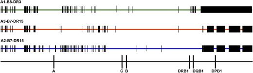Figure 3. Comparison of SNPs encoded on HLA-A1-B8-DR3, HLA-A3-B7-DR15, and HLA-A2-B7-DR15 haplotypes. SNP variation encoded on the 3 most common white haplotypes—HLA-A1-B8-DR3, A3-B7-DR15, and A2-B7-DR15—are a source of patient-donor variation. Data are shown for 28 HLA-A1-B8-DR3 chromosomes, 4 HLA-A3-B7-DR15 chromosomes, and 4 HLA-A2-B7-DR15 chromosomes. HLA-A1-B8-DR3 chromosomes share conserved sequences, indicated by the green bar; SNP substitutions are indicated by vertical black bars and black rectangles. HLA-matched and HLA-mismatched patients and donors may differ at SNP positions across the 7 Mb of the MHC. For example, a patient with the HLA-A1,3-B7,8-DR15,3 tissue type and donor with the HLA-A1,2-B7,8-DR15,3 tissue type (HLA-A mismatched) will have disparities at multiple nucleotide positions. These untyped SNPs may be a source of variation associated with increased risk of GVHD and TRM.41