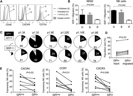 Figure 2. Defective chemotaxis in GPIneg NK cells. (A) Cell surface expression of CD48, CXCR4, and CD15s on NK92 cells, with and without enzyme treatment. PI-PLC hydrolyses GPI anchors (removing CD48 but preserving CXCR4 and CD15s), whereas sialidase treatment leaves CD48 and CXCR4 expression intact but removes sialic acid and destroys the CD15s antigen. (B) Migration of enzyme-treated NK92 cells (left) or primary NK cells (right) to SDF-1. Cells were treated with either sialidase (S) or PI-PLC (P) or were left untreated (U). The data were analyzed using the Mann-Whitney nonparametric test. SDF-1 induced migration by a factor of 4 over media lacking the chemokine (data not shown). (C) Migration of NK cells from 6 PNH patients in response to SDF-1. Pie charts show the percentage of GPI+ (black slice) and GPIneg (white slice) NK cells applied to the assay (top; input population) and those that migrated in response to the chemokine (bottom; migrated population). Patient p1.38 was an addition to the 47 patients in the cohort shown. (D) Analysis of migration of NK cells from the 6 PNH patients according to the size of the GPI+ population in the input and migrated fractions. The P value was calculated using the Wilcoxon matched-pairs signed rank test. (E) CXCR4, CCR7, and CXCR3 expression on the GPI+ and GPIneg NK cells of 7 PNH patients. The lines link the NK cells from a particular patient. The data show the percentage of NK cells expressing these chemokine receptors (determined by flow cytometry) as a fraction of the total GPI+ or GPIneg NK cell population. Analysis of the expression of these molecules on the CD56dim and CD56bright NK cell subsets is shown in supplemental Figure 3. P values were calculated using Wilcoxon matched-pairs signed rank test.