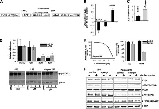 Figure 2. KD of miR-17∼92 in ALK(+) ALCL cell lines. (A) Diagram of the lentivirus construct expressing GFP and a sponge that has 7 tandem binding sites for each of the 4 miRNA families present in the miR-17∼92 cluster (targeting from 5′ to 3′, miR-17, miR-20, miR-18, miR-19, and miR-92). (B) Cell cycle analysis. (C) Apoptosis analysis in Karpas 299 after miR-17∼92 KD. (D) Relative expression of 2 representative miR17∼92 cluster members (miR-19a and miR-92) after treatment with Stattic for 12 hours (upper panel). pYSTAT3 levels after treatment with various concentrations of Stattic in ALCL cell lines (Karpas 299, JB6, L82). (E) Inhibitory concentration 50% (IC50) for the STAT3 inhibitor Stattic in Karpas 299 cells (right panel) and combined effect of Stattic and miR-17∼92 inhibition in Karpas 299 (left panel). (F) Immunoblotting of PTEN, pYSTAT3, STAT3 (total), pAKT, and pRPS6 with or without miR-17∼92 KD. DMSO, dimethylsulfoxide.