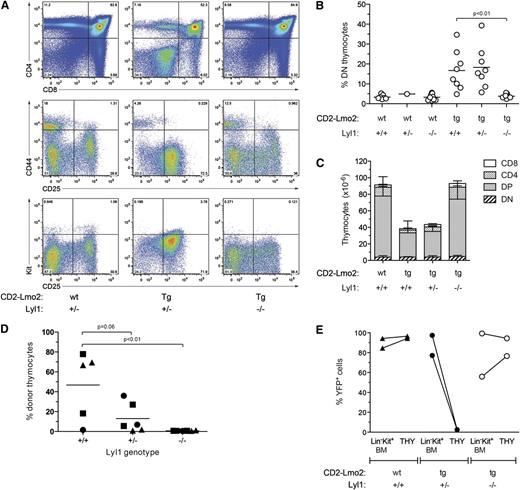 Figure 3. Lyl1 is required for Lmo2-induced differentiation block and thymocyte self-renewal. (A) Absence of DN thymocyte accumulation in Lmo2;Lyl1−/− mice. Flow cytometric profiles of thymocytes from 2-month-old mice of the indicated genotypes are shown. (B) Cumulative analysis of the percentage of immature (DN) thymocytes in CD2-Lmo2;Lyl1−/− mice at 2 to 3 months of age. P values were calculated using Student t test. (C) Normalization of thymocyte cellularity in Lmo2;Lyl1−/− mice. Numbers of various thymocyte subsets in 2-month-old mice of the indicated genotypes (n = 3 per genotype) were determined by flow cytometry. Numbers are given as mean +SD. (D) Lyl1 is required for long-term transplantation of Lmo2-transgenic thymocytes. Thymocytes were isolated from 2-month-old, Lmo2-transgenic mice of the indicated Lyl1 genotypes, and thymocytes derived from one-quarter of a thymus were injected into sublethally irradiated (6.5 Gy) Ly5.1 recipients. Three weeks later, the proportion of donor thymocytes was determined by flow cytometry. P values were determined using Student t test. (E) Loss of Lyl1 restores progenitor importation into the thymus of Lmo2-transgenic mice. Mx;YFP mice of the indicated genotypes were injected with poly(I:C) at 7 weeks of age. Three weeks later, the percentages of YFP+ BM progenitors (Lin–Kit+ BM) and thymocytes (THY) were determined.