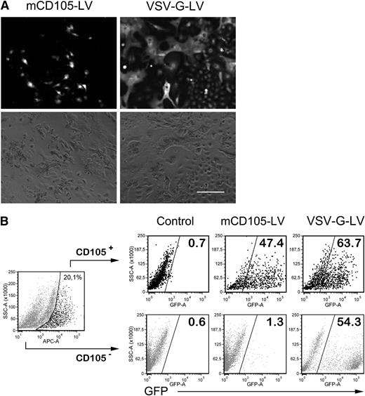 Figure 1. Transduction of primary liver cells. Mouse nonparenchymal liver cells were isolated and cultivated for 36 hours before mCD105-LV or VSV-G-LV were added (multiplicity of infection of 3, respectively). (A) After 96 hours, photographs were taken under fluorescence (top) and bright field microscopy (bottom). Scale bar: 200 µm. (B) Cells were then detached to quantify the percentage of GFP-positive cells in the CD105-positive fraction (upper panel) and CD105-negative fraction (bottom panel) by flow cytometry using rat anti-mouse CD105-APC (1:20, MJ7/18; Miltenyi Biotec). Data were acquired on a LSRII- fluorescence-activated cell sorter (BD Bioscience, Heidelberg, Germany) and analyzed using the FCS-express software (Denovo Software, Los Angeles, CA).