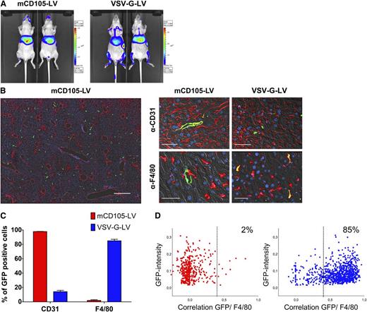 Figure 2. Reporter gene expression of systemically applied mCD105-LV. Mice were injected intravenously in the tail vein with mCD105-LV or VSV-G-LV (single dose of 2 × 106 transducing units, respectively), transferring a bicistronic luciferase-GFP reporter gene (pS-luc2-GFP-W). (A) In vivo luminescence imaging monitored 2 weeks after vector injection. Two representative mice out of 6 are shown for each group. (B) Mice were sacrificed at 2 weeks after vector injection, and livers were excised for histology. Images were acquired on a fully automated Axio-Observer Z1 microscope equipped with an ApoTome optical sectioning unit (Carl Zeiss, Jena, Germany). For quantification, 4 large high-resolution images from different liver areas were assembled by acquisition of 100 adjacent fields of view per section at 20× magnification using the MosaiX module (Carl Zeiss). The left panel shows a representative overview of mCD105-LV transduced mouse liver comprising 100 tiles at 20× magnification stained against CD31 (red), GFP (green), and with 4,6 diamidino-2-phenylindole (DAPI) (blue). Scale bar: 500 µm. The right panel shows a higher magnification of representative sections stained either against CD31 for LSEC (upper right) or against F4/80 for Kupffer cells (lower right). Scale bar: 25 µm. (C) Quantification of GFP colocalization with F4/80 or CD31, respectively, for mCD105-LV (red) and VSV-G-LV (blue) injected mice. Per marker and vector, 4 sections derived from 2 mice, corresponding to a total liver area of 62 mm2, in total more than 100 000 cells corresponding to about 500 transduction events, were analyzed. Morphometric analysis for F4/80/GFP-colocalization as well as nuclei quantification was performed using the Cell Profiler software.26 CD31/GFP colocalization was quantified by manual counting. (D) Results from morphometric analysis of Kupffer cell transduction. Intensities of GFP-positive cells were correlated to F4/80 staining and plotted against the total GFP intensity of the respective cells. Below the threshold of 0.35, no Kupffer cell transduction was observed.