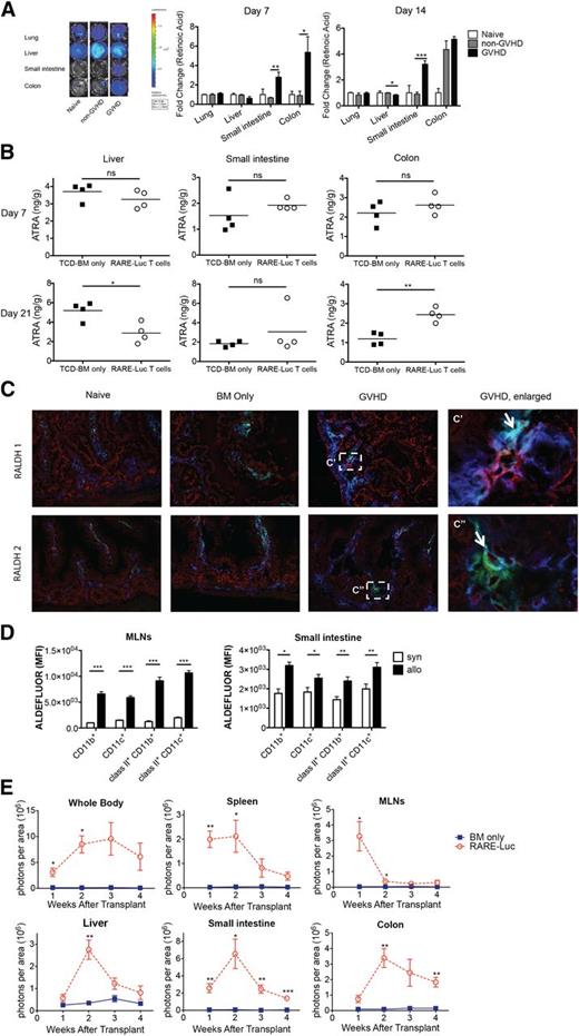 Figure 1. Vitamin A metabolism is upregulated during acute GVHD. (A) Lethally irradiated B10.BR recipients were injected with 107 T-cell–depleted (TCD) BM cells and 1.5 × 107 splenocytes from fully MHC-mismatched B6 mice. On days 7 and 14 after BMT, tissues from lung, liver, small intestine, and colon were harvested and analyzed using a B16-DR5 assay (n = 4/group). The fold change was calculated by dividing the value of the non-GVHD group or GVHD group by the value of naive mouse group. (B) Lethally irradiated B10.BR recipients injected with 107 wt B6 TCD-BM cells and 3 × 106 purified RARE-luc B6 T cells. On days 7 and 21 after BMT, tissues from liver, small intestine, and colon were harvested and analyzed using a LC-(MS)-MS assay (n = 4/group). (C) Lethally irradiated B10.BR recipients were injected with 107 BM cells and 1.5 × 107 B6 splenocytes from wt B6 mice. Recipient mice (n = 4/group) were sacrificed on day 14 along with 4 naive B10.BR control mice, and sections from frozen tissue blocks were analyzed for expression of CD11c+ (green), CD45+ (blue), and either retinaldehyde dehydrogenase 1 (RALDH1) (red) or RALDH2 (red). The boxed area in (C) is indicated at higher magnification in (C′, C″). Arrows points out triple labeling (CD11c/CD45/RALDH1 or CD11c/CD45/RALDH2). Data shown are representative of 4 mice/group. Fluorescence was detected using an Olympus FluoView 1000 BX2 Upright confocal laser scanning microscope. (Original magnification ×400.) (D) Lethally irradiated B6-Ly5.2/Cr or B10.BR recipients were injected with 107 BM cells and 1.5 × 107 splenocytes from fully MHC-mismatched B6 mice. Lamina propria lymphocytes from the small intestine and lymphocytes from the MLNs were isolated on day 14 and donor (CD45.1− or H2kb+) CD11c+ and CD11b+ cells were evaluated for ALDH enzymatic activity by measuring the Aldefluor mean fluorescence intensity (MFI) (n = 4/group). (E) Lethally irradiated B6 or B10.BR recipients were transplanted with 107 BM cells and 3 × 106 purified RARE-luc B6 T cells. RARE-luc T cells were quantified by emitted photons over the total body area and within individual organs at serial time points after BMT (n = 3-4/group). *P > .05; **P > .01; and ***P > .001.