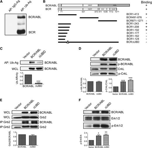 Figure 1. Identification of the β-catenin binding site in the NH2-terminus of BCR and p210 BCR/ABL. (A) Whole-cell lysates (WCLs) were collected from K562 cells and used for affinity precipitations (APs) using agarose-conjugated immunoglobulin G (IgG-Ag) or agarose-conjugated ubiquitin (Ub-Ag). Precipitated proteins were resolved and identified by western blot by using an antibody that recognizes the NH2-terminus of BCR and p210 BCR/ABL (BCR/ABL). (B) Yeast 2-hybrid analysis was used to map the UBD to residues 180-191 of BCR and p210 BCR/ABL. The upper schematics show the domain structure of the full-length BCR and p210 BCR/ABL constructs that were used for the study (shaded area indicates the ABL sequences). The solid lines below indicate the predicted translational products of the truncation mutants that were used to map the UBD. Binding is indicated as plus (+) or minus (–). (C) 293T cells were transfected with p210 BCR/ABL (BCR/ABL), the ΔUBD mutant, or cognate vector (vector). Lysates were collected and examined by western blot for expression (WCL, lower panel) or used for affinity precipitations using agarose-conjugated ubiquitin (upper panel). Affinity-precipitated BCR/ABL was normalized to input and then expressed as a percentage of wild-type BCR/ABL (Ub affinity). (D) WCLs were collected and examined by western blot for expression of the constructs (BCR/ABL), autophosphorylated p210 BCR/ABL (p-BCR/ABL), CrkL, or phosphorylated CrkL (p-CrkL) as indicated. (E) WCLs were examined by western blot for expression of the transfected constructs or endogenous GRB2. Lysates were used for immunoprecipitations (IPs) using a GRB2 antibody, and immunoprecipitates were examined by western blot using antibodies for p210 BCR/ABL (BCR/ABL) or GRB2 as indicated. (F) WCLs were examined by western blot for expression of the transfected constructs, total ERK1/2, and activated ERK1/2 (p-ERK1/2) as indicated. All data shown represent the average of at least 3 independent experiments. P values were calculated by using a paired Student t test or a one-way analysis of variance (ANOVA) followed by Tukey tests. O, oligomerization domain; GEF, guanine nucleotide exchange factor domain; C2, C2 domain; GAP, GTPase-activating domain. *P < .05; **P < .01; ***P < .001.