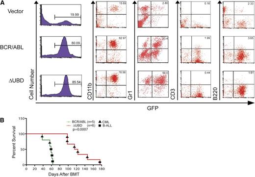 Figure 4. Comparison of immunophenotypes at death in mice transplanted with p210 BCR/ABL or p210 BCR/ABL(ΔUBD). (A) WBCs were collected from p210 BCR/ABL–, p210 BCR/ABL(ΔUBD)–, and vector-transplanted mice when they became moribund. Cells were examined by flow cytometry for GFP expression and then stained for CD11b, Gr1, B220, and CD3 as indicated. Data shown are for peripheral blood. (B) Survival curves for secondary transplantations. A Mantel-Cox test yielded a value of P = .0007 (χ2 = 11.5). The black circle indicates a mouse that died with splenomegaly and hepatomegaly. However, GFP+ cells were negative for major lineage markers, including CD11b, Gr1, B220, CD3, and Ter119. B-ALL, B-cell acute lymphoblastic leukemia.