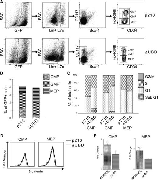 Figure 5. Loss of β-catenin binding limits TCF/LEF signaling and self-renewal of myeloid progenitors and sensitizes the cells to apoptosis. Bone marrow cells isolated from diseased mice at death were used for immunophenotypic and cell cycle analysis of progenitor populations. (A) Representative fluorescence-activated cell sorter staining profiles of progenitor populations. (B) Percentages of each progenitor populations (GMP, CMP, and MEP) relative to total GFP+ cells. Values were derived from at least 4 mice per group and are represented as averages. Data show significant decreases of CMP in BCR/ABL(ΔUBD) mice relative to BCR/ABL mice (P < .01), whereas a significant increase in MEPs was found in BCR/ABL (ΔUBD) mice (P < .05). (C) Cell cycle analysis of CMPs, GMPs, and MEPs in p210 BCR/ABL mice and p210 BCR/ABL(ΔUBD) mice. Values were derived from at least 4 mice per group and are represented as averages. A significant increase of sub G1 cells (P < .001) and decrease of S phase cells (P < .001) were found in the CMPs of BCR/ABL (ΔUBD) mice relative to BCR/ABL mice. A significant increase of sub G1 cells (P < .001) and decrease of S phase cells (P < .01) were found in the GMPs of BCR/ABL (ΔUBD) mice relative to BCR/ABL mice. A significant increase in S phase cells (P < .05) was found in the MEPs of BCR/ABL (ΔUBD) mice relative to BCR/ABL mice. (D) Analysis of β-catenin expression in CMPs and MEPs isolated from p210 BCR/ABL and p210 BCR/ABL(ΔUBD) mice. Data are representative of 3 mice evaluated at death. (E) Comparison of TCF/LEF reporter activity in CMPs and MEPs isolated from diseased mice. Progenitors were isolated at death, cultured, and infected with lentiviral particles containing a TCF/LEF reporter along with Renilla control. Seventy-two hours after transfection, cells were analyzed for luciferase and Renilla activity. Luciferase levels were normalized to the Renilla control, and then p210 BCR/ABL was expressed as fold activation relative to p210 BCR/ABL(ΔUBD). Data shown represent the average of 3 mice at death. **P < .01; ***P < .001. FSC: foward scatter; SSC: side scatter.