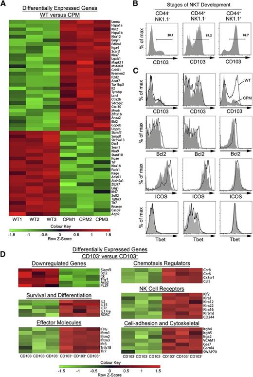 Figure 5. DOCK8 maintains resident CD103+ NK1.1+ NKT T cells in the thymus. (A) Live TCRβ+αGalCer-tetramer+CD44+NK1.1+ NKT cells were flow-sorted to >99% purity from the thymuses of WT (n = 3) and DOCK8cpm/cpm (CPM, n = 3) mice, which had been depleted of CD8+ T cells by magnetic-activated cell sorting, and RNA from the cells was hybridized to the MouseWG-6-V2 microarray. The heat map shows 52 genes differentially expressed in thymic WT and DOCK8cpm/cpm (CPM) NK1.1+ T cells. (B) Expression of CD103 on αGalCer-tetramer+ NKT cells during development in the thymus in WT mice (representative of 3 independent experiments). (C) Expression of CD103, CD18, ICOS, and Tbet expression on WT (bold lines) and DOCK8cpm/cpm (CPM, filled) NKT cells during thymic development in mixed chimeras (reconstituted as before). (D) Live TCRβ+αGalCer-tetramer+CD44+NK1.1+ NKT cells were flow-sorted to >99% purity from WT mice on the basis of CD103 expression (as in panel B), with 3 biological replicates before RNA isolation and microarray analysis (as in panel A).