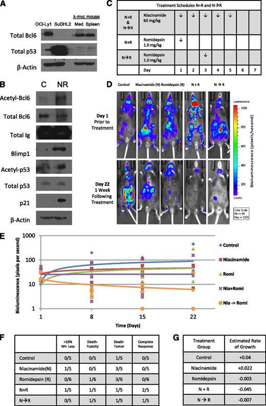 Figure 4. Romidepsin in combination with niacinamide is effective therapy in a genetically engineered mouse model (GEMM) of spontaneous aggressive B-cell lymphoma expressing Bcl6. GEMM of a C57BL with λ-MYC overexpressed crossed with a mCherry fluorescent luminescent CD19 was used to assess effectiveness and tolerability of romidepsin in combination with niacinamide in the context of a normal immune system and microenvironment. (A) Whole-cell lysates prepared from the mediastinum and spleen of an untreated λ-MYC overexpressing mouse expresses similar quantities of Bcl6 and p53 as the GC-derived DLBCL cell line, OCI-Ly1, as compared with ABC-derived DLBCL cell line, Su-DHL2. (B) GEMM λ-MYC overexpressing mouse treated with niacinamide (40 mg/kg) and romidepsin (2.3 mg/kg) intraperitoneally and euthanized 5 hours later. Lysates prepared from the lymphoid tissue of the treated mouse and a control mouse were evaluated for acetylated-Bcl6 by immunoprecipitation, and Blimp1, acetylated-p53, total p53, and p21 by Western blot analysis. (C) Treatment schedules for groups of animals receiving both niacinamide and romidepsin. Schedules varied only by the sequence of the 2 drugs, with mice treated according to schedule N + R receiving romidepsin on day 1, and those treated according to schedule N→R receiving romidepsin on day 3. (D) Bioluminescence signal intensity of CD19 luminescence in representative mice from each cohort on day 1 prior to treatment, and day 22, 1 week following completion of treatment. (E) Mice were injected with 150 mg/kg d-luciferin and anesthetized after 5 minutes with a mixture of 2% isofluorane/air. Bioluminescence of each mouse was acquired by IVIS system (Xenogen) and analyzed with Living Image software (Xenogen) as a function of time for each cohort. (F) Summary of the toxicity and response to therapy at day 22 from the start of treatment. (G) Estimated rate of growth of each cohort of mice. The change of log intensity in the N + R cohort is significantly slower than the control cohort (P ≤ .01).