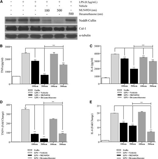 Figure 1. Neddylation inhibition attenuates LPS-induced TNF-α and IL-6 release and gene expression in BMDC. Protein analysis by western blot of (A, top panel) neddylated Cullin proteins and (A, middle panel) Cul1 protein using whole cell lysate of BMDC stimulated with LPS in the presence or absence of MLN4924 or dexamethasone at the indicated doses. Cells receiving treatment were preincubated with MLN4924 or dexamethasone for 2 hours followed by concurrent LPS stimulation (0.5 µg/mL) for 4 hours. α-tubulin protein levels were analyzed as an equal loading control. Quantification via ELISA of cytokines TNF-α (B) and IL-6 (C) and qPCR analysis of TNF-α (D) and IL-6 (E) transcripts in BMDC stimulated with LPS in the presence or absence of MLN4924 or dexamethasone at the indicated doses. Cells receiving treatment were preincubated with MLN4924 or dexamethasone for 2 hours followed by concurrent LPS stimulation (0.5 µg/mL) for 4 hours. One representative experiment of 3 is shown. ***P < .0001.
