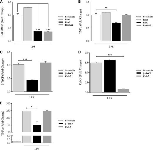 Figure 5. siRNA-mediated neddylation inhibition inhibits LPS-induced TNF-α production in JAWSII cells. (A) qPCR analysis of SAG expression in JAWSII cells transfected with indicated siRNA (3 μg). Scramble transfection performed as control. (B) qPCR analysis of TNF-α expression in JAWSII cells transfected with indicated siRNA and stimulated with LPS (0.5 µg/mL). Scramble transfection performed as control. One representative experiment of 3 is shown. (C-E) JAWSII cells transfected with siRNA for βTrCP, Cul5, or scramble as described in Materials and methods. Expression of βTrCP (C) and Cul5 (D) mRNA transcripts in JAWSII cells receiving indicated siRNA-mediated knockdown. (E) Expression of TNF-α mRNA transcripts in cells transfected with indicated siRNA and cultured in the presence or absence of LPS (0.5 µg/mL) for 4 hours. *P < .05; **P < .01; ***P < .0001.