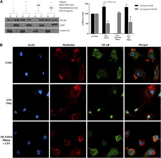 Figure 6. Neddylation inhibition and dexamethasone differentially affect NF-κB translocation in BMDC. (A) Protein analysis by western blot (left) of p65 isoform of NF-κB protein using nuclear (N) and cytosolic (C) fractions of BMDC in the presence or absence of 500 nm MLN4924 or 500 nm dexamethasone and stimulated concurrently with LPS (0.5 µg/mL) for 30 minutes. Plot (right) shows densitometric and statistical analysis of p65 NF-κB presence in the nuclear fraction and cytosolic fraction. Lamin A/C and LDH proteins were analyzed to demonstrate the presence of nuclear and cytosolic fractions, respectively. One representative experiment of 3 is shown. (B) Immunocytochemistry analysis of p65 NF-κB (column 3) localization in BMDC cultured in the presence or absence of MLN4924 and stimulated with LPS (0.5 µg/mL) for 1 hour. Cell nuclei were stained using DAPI (column 1). Cytoplasmic actin was stained with phalloidin (column 2). Merged images of staining (column 4). One representative experiment of 3 is shown. **P < .01.