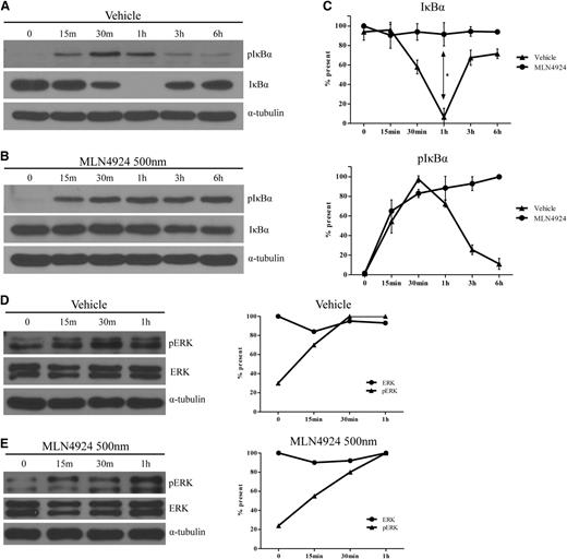 Figure 7. Neddylation inhibition prevents IκB degradation in BMDC without perturbation of the MAPK/ERK pathway. Protein analysis via western blot of phosphorylated IκBα protein (A-B, top panels) and total IκBα (A-B, middle panels) using whole cell lysate of BMDC stimulated with LPS (0.5 µg/mL) for 6 hours in the presence of vehicle (A) or 500 nm MLN4924 (B). Densitometric and statistical analysis of total IκB (C, top) or pIκB (C, bottom) of vehicle or MLN4924-treated cells. α-tubulin protein levels were analyzed as an equal loading control. One representative experiment of 3 is shown. Protein analysis via western blot of phosphorylated ERK protein (D-E, top panels) and total ERK (D-E, middle panels) using whole cell lysate of BMDC stimulated with LPS for 6 hours in the presence of vehicle (D) or 500 nm MLN4924 (E). Densitometric analysis of vehicle-treated cells (D, right) or 500 nm MLN4924-treated cells (E, right) of phosphorylated ERK and total ERK protein. α-tubulin protein levels were analyzed as an equal loading control. One representative experiment of 3 is shown. *P < .05.