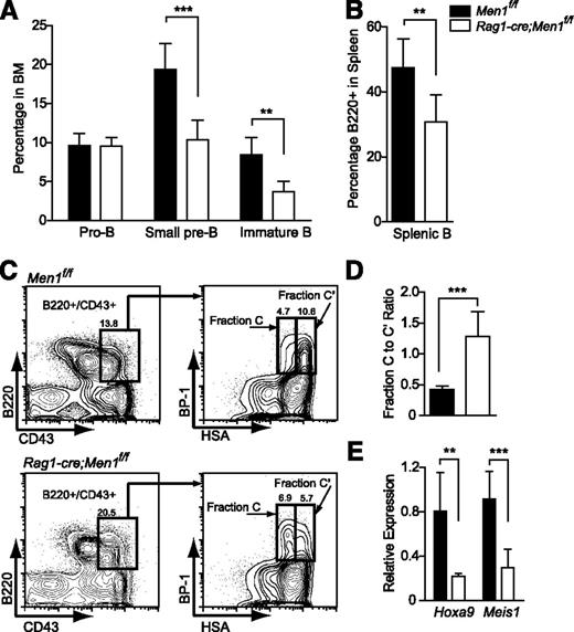 Figure 3. Deletion of Men1 during lymphocyte differentiation results in a partial block in B-cell differentiation. (A) Pro-B (B220+/CD43+), small pre-B (B220+/CD43−/IgM−), immature B (B220+/CD43−/IgM+), and (B) splenic B cells (B220+) were quantified in the BM of Men1f/f or Rag1-cre;Men1f/f animals. (C) Representative fluorescence-activated cell sorter plot illustrating partial fraction C-to-C′ block. (D) Fraction C to fraction C′ ratio comparing Men1f/f to Rag1-cre;Men1f/f mice. Fraction C (B220+/CD43+/BP-1+/HSAlo) to fraction C′ (B220+/CD43+/BP-1+/HSAhi) ratios were determined using absolute numbers of the gated populations in the hind limbs of either genotype. (E) Relative expression of Hoxa9 and Meis1 in pro-B cells (B220+/CD43+) from Men1f/f (black bars) or Rag1-cre;Men1f/f animals (white bars). Relative expression levels were determined using ribosomal RNA as an internal control. Three- to 4-week-old animals were analyzed, n = 3-4 animals per genotype. Statistical significance was determined using the unpaired Student t test; error bars represent 95% confidence intervals; ***P ≤ .001; **P ≤ .01.
