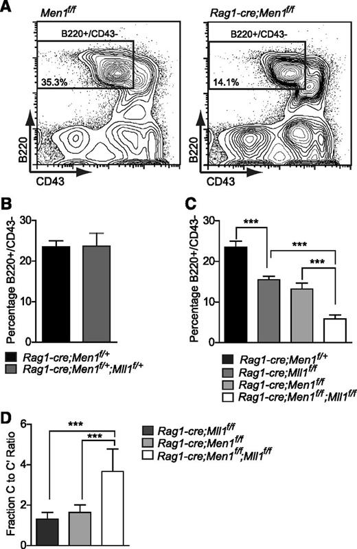 Figure 4. Genetic interactions between Men1 and Mll1 in B lymphopoiesis. (A) Representative example of fluorescence-activated cell sorting gates used in panels B-D. Percentages shown are relative to the total BM. (B) Comparison of control (Rag1-cre;Men1f/+) to double heterozygote (Rag1-cre;Men1f/+;Mll1f/+) BM B220+/CD43− populations, n = 7-9 animals per genotype, P = .5111. (C) Comparison of control (black), single knockout (light and dark gray), and double knockout (white) BM B220+/CD43− populations, n = 4-15 animals per genotype. (D) A more severe fraction C-C′ block in double knockouts compared with either Men1 or Mll1 knockouts, n = 4-12 animals per genotype. Two-week-old animals were analyzed and ratios were determined as in Figure 3. Statistical significance was determined using the unpaired Student t test; error bars represent 95% confidence intervals; ***P ≤ .001; **P ≤ .01.