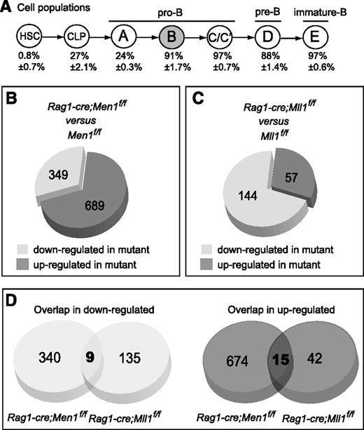 Figure 5. Menin and MLL1 regulate common and distinct genes during B lymphopoiesis. (A) Schematic diagram showing B-cell differentiation using the Hardy fractionation scheme and nomenclature.36 Below each population is shown the YFP+ percentage (thus the penetrance of cre excision) determined using Rag1-cre;RosaYFP reporter animals (Gan et al, in preparation), n = 3-4 animals per population. Fraction B (gray) cells were used for the microarray analyses. (B) Pie chart showing the proportions of differentially expressed probe sets in Men1-deficient vs wild-type fraction B cells. Differentially expressed probe sets were determined as described in the “Methods” section. (C) Pie chart showing the proportions of differentially expressed probe sets in Mll1-deficient vs wild-type fraction B cells. Data are from Gan et al (in preparation) and were analyzed with the same criteria as in panel B. Each group was compared against its own wild-type littermate controls. (D) Pie chart showing the number of probe sets in common between the 2 sets of differentially expressed (down- or upregulated) probe sets in the analyses shown in panels B-C. For details, see supplemental Figure 6.