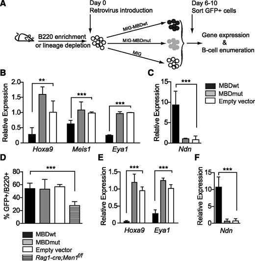 Figure 6. Disrupting the menin-MLL1 interaction affects shared target genes in B cells but not B-cell differentiation. (A) Experimental design for expressing the disrupting peptide in wild-type BM cells and assays to measure its activity. (B-C) The selective effect of the disrupting peptide on the expression levels of several shared target genes in cultured BM B cells. B220-enriched BM cells were infected with peptide-expressing or empty (MIG) retrovirus and GFP+ cells were sorted 6 to 10 days later for qRT-PCR assays. (D) The effect of peptide expression on B-cell growth in vitro. BM was depleted of lineage-positive cells and the resulting lineage-depleted population was cultured overnight and then infected with peptide-expressing or empty retrovirus. The hatched bar shows the B-cell growth using BM from Rag1-cre;Men1f/f infected with empty retrovirus. The B-cell percentages were determined at day 8 by flow cytometry. Error bars represent 95% confidence intervals from 3 replicate infections. (E-F) The effect of the peptides on gene expression in B cells expanded in vitro. GFP+ cells as described in panel D were used for qRT-PCR assays on day 6. Relative expression levels of the genes indicated below each set of bars reflect data normalized to ribosomal RNA expression. All experiments were reproduced 3 times. Statistical significance was determined using the unpaired Student t test; error bars represent 95% confidence intervals; ***P ≤ .001; **P ≤ .01.