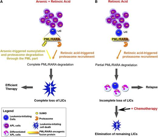 Figure 1. Schematic representation of RA and/or arsenic therapy in APL. (A) Complete PML/RARA degradation by the RA/arsenic combination abrogates self-renewal and clears LICs, yielding APL cure. (B) Incomplete PML/RARA degradation by RA (or arsenic) allows survival of some LICs, yielding APL relapses. These remaining LICs can be cleared by concomitant or subsequent chemotherapy.