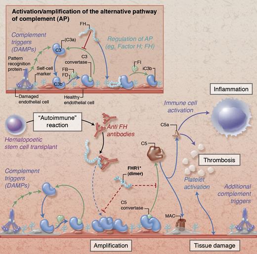 Simplified illustration of complement activation and regulation on damaged endothelial cells. Under physiological conditions (insert), initial tissue injury with exposure of damage-associated molecular patterns (DAMPs) that trigger complement activation leads to opsonization with C3b and formation of C3 convertases that amplify the response by generating additional C3b. Together with membrane regulators of complement (not shown), circulating FH protects host cells by binding to cell surface components (eg, glycosaminoglycans), promoting decay of the convertases and degrading C3b via factor I (FI). In HSCT-associated TMA (main figure), these regulatory mechanisms are potentially impaired by autoantibodies against FH (anti-FH) and/or deletions in genes encoding FH-related protein 1 (FHR1). While the exact pathophysiological involvement of anti-FH and FHR1 remains to be explored, the expected resulting dysregulation facilitates amplification of the complement response with subsequent cleavage of C5 and generation of the anaphylatoxin C5a and the membrane attack complex (MAC). These effectors contribute to thromboinflammatory consequences by activating immune cells, endothelium, and platelets and by affecting membrane integrity, thereby fueling a vicious cycle of tissue damage that fosters additional complement activation. Proposed physiological mechanisms of FHR1 are indicated with dotted red lines in the main figure; the functional implication of FHR deletions in HSCT-associated TMA are not yet known. Professional illustration by Alice Y. Chen.