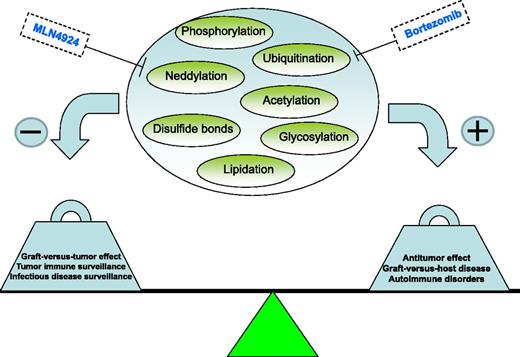 Posttranslation modification on immunologic phenomena.